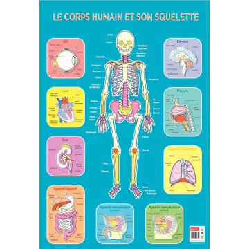 Poster Pédagogique en PVC 76x52cm - Thème Le Squelette